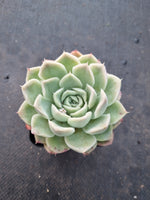 *GLGhybrid(1-1013) Echeveria Elegans 'Alba' hybrid 白月影杂
