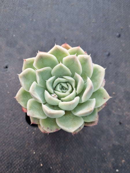 *GLGhybrid(1-1013) Echeveria Elegans 'Alba' hybrid 白月影杂