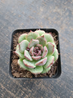 *GLGhybrid(1-711) Echeveria White Bloody Maria 白血玛