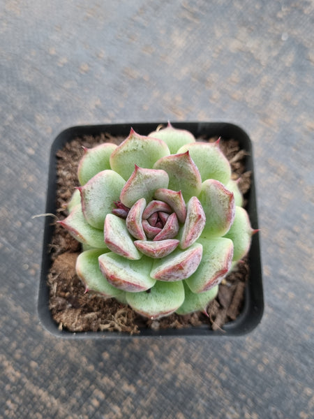 *GLGhybrid(1-711) Echeveria White Bloody Maria 白血玛