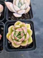 *GLGhybrid(1-1141) Special hybrid pack of 4