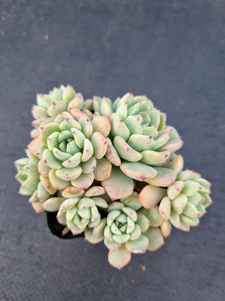 *GLGhybrid(1-1072) Echeveria Sierra Hybrid 爱斯诺杂