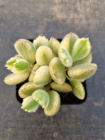 Cotelydon Tomentosa variegated - white form 白熊