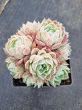 Echeveria Icy Beauty 冰美人