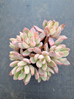 Echeveria 'Cleone' 露西