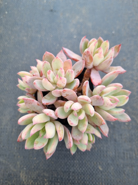 Echeveria 'Cleone' 露西