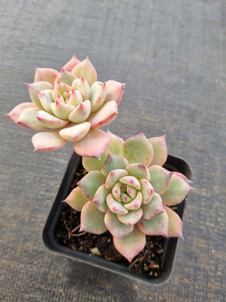 *GLGhybrid(1-842) Echeveria Blue Bird hybrid 粉蓝鸟杂