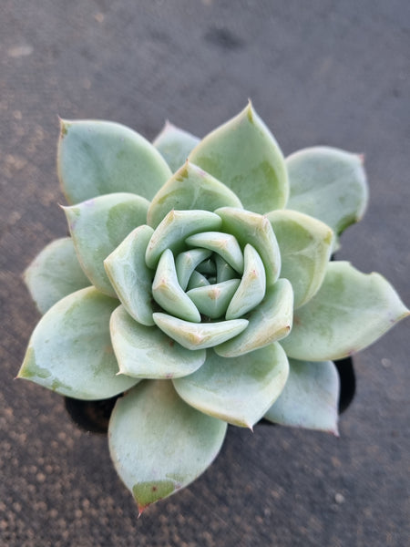 *GLGhybrid(1-781) Echeveria Mexican Giant hybrid  巨人杂