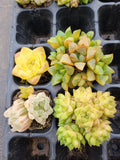 Value bundle of 4 Haworthia 玉露套餐4颗