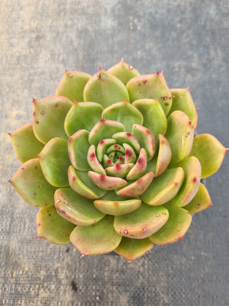 *GLGhybrid (2-100) Echeveria Romeo hybrid 血罗杂