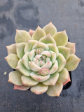 Echeveria 'Pink baby rose' 粉色蔷薇