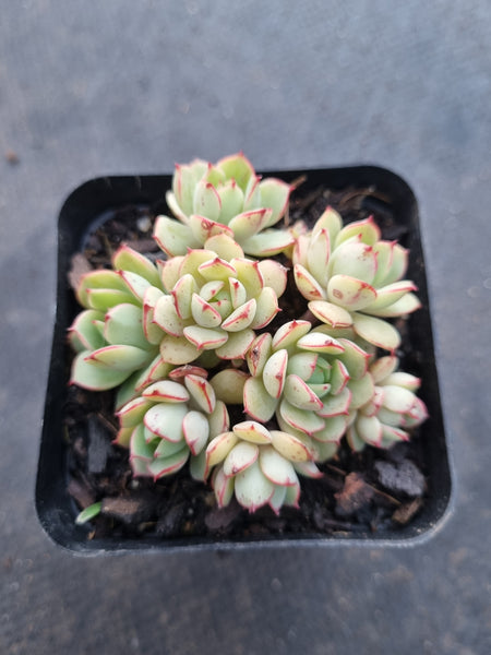 *GLGhybrid(1-1022) Sedum Perezdelarosae hybrid 焦糖精灵杂