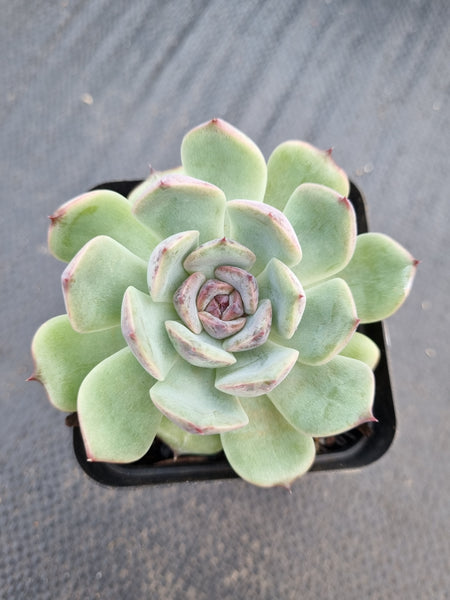 *GLGhybrid(1-1382)  Echeveria White Bloody Maria 白血玛