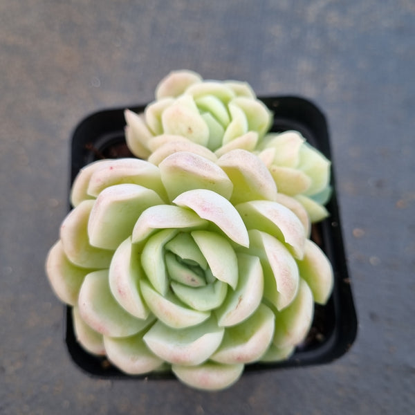 *GLGhybrid(1-1629) Echeveria Mexican Snowball hybrid 墨西哥雪球杂