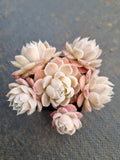 Echeveria Icy Beauty 冰美人