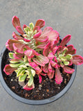 Monadenium stapelioides variegated