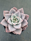 Echeveria Purple Champaign 紫香槟