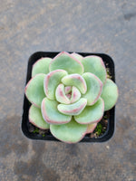 Echeveria 'Strawberry Cake'  草莓泡芙
