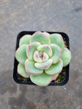 Echeveria 'Strawberry Cake'  草莓泡芙
