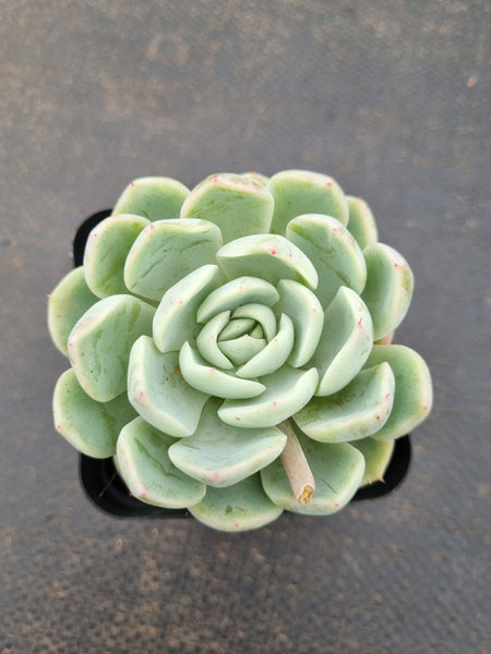 *GLGhybrid(1-1577) Echeveria Hyalina hybrid 海琳娜杂