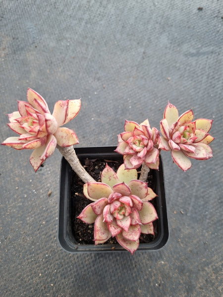 *GLGhybrid(1-1004) Echeveria Ballsii Hybrid 灰姑娘杂