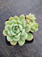 *GLGhybrid(1-741) Echeveria Schichi-kuksi hybrid