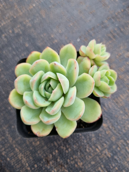*GLGhybrid(1-741) Echeveria Schichi-kuksi hybrid
