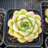 *GLGhybrid(1-1682) Special hybrid pack of 4