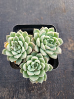 *GLGhybrid(1-667) Graptopetalum Mendozae hybrid 丸姬杂