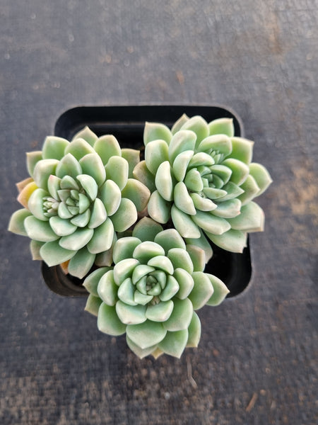 *GLGhybrid(1-667) Graptopetalum Mendozae hybrid 丸姬杂