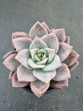 Echeveria Purple Champaign 紫香槟