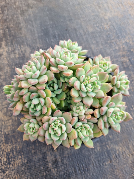 *GLGhybrid(2-292) Echeveria Sierra Hybrid 爱斯诺杂