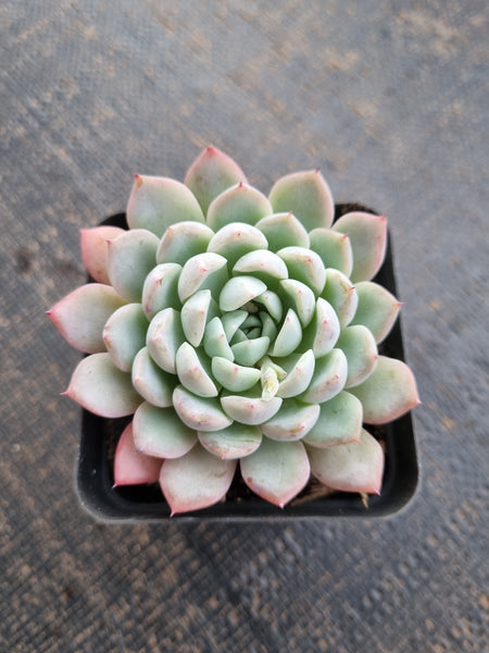 *GLGhybrid(1-728)  Echeveria cuspidata var. Zaragozae hybrid 黑爪杂