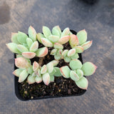 Pachyveria Claire 迈达斯国王