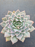 *GLGhybrid(2-15) Echeveria simulans hybrid 蓝丝绒杂