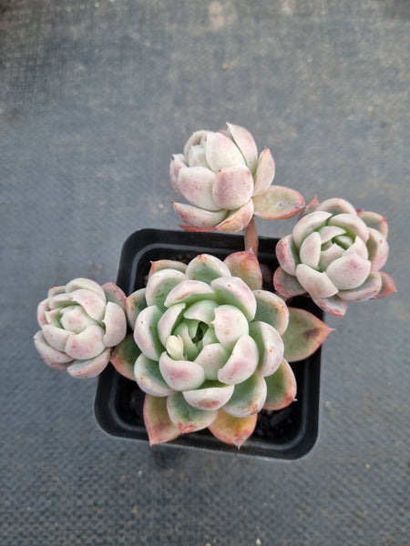 *GLGhybrid(1-968) Echeveria Raspberry ice hybrid 冰莓杂