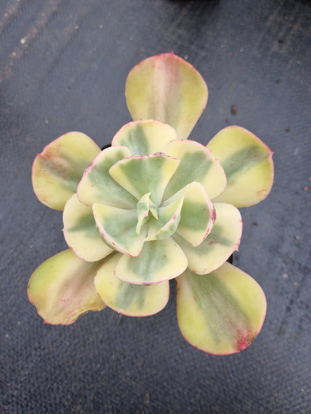 Echeveria Sunset Peony (variegated) 夕阳牡丹锦