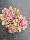 Echeveria Frosty Bloom cluster 霜花小群