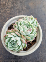 *GLGhybrid(2-280) Echeveria Elegans 'Alba' hybrid 白月影杂