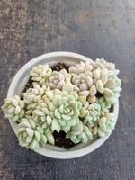 *GLGhybrid(2-282) Graptoveria Titubans hybrid 白牡丹杂