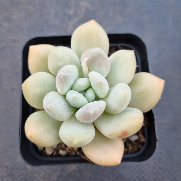 *GLGhybrid(1-1615) Pachyveria Elaine hybrid 香水杂