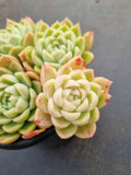 *GLGhybrid(2-12) Echeveria Agavoides hybrid 东云杂