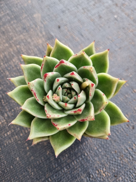 *GLGhybrid(1-767) Echeveria agavoides Ebony hybrid 乌木杂