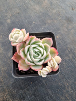 *GLGhybrid(1-396) Echeveria Simulans Ascension hybrid 蓝丝绒杂
