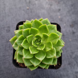 Sedeveria Letizia 蒂亚