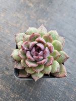 *GLGhybrid(1-716)  Echeveria 'Bloody Maria' hybrid 血色玛丽亚杂