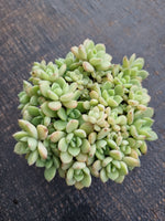 *GLGhybrid(1-772) Graptopetalum Mendozae hybrid 丸姬杂