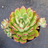 *GLGhybrid(2-386) Echeveria Agavoides hybrid 黄金雨杂