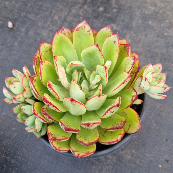 *GLGhybrid(2-386) Echeveria Agavoides hybrid 黄金雨杂