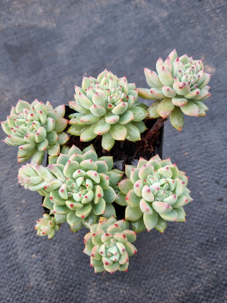 *GLGhybrid(1-975) Sedum Perezdelarosae hybrid 焦糖精灵杂